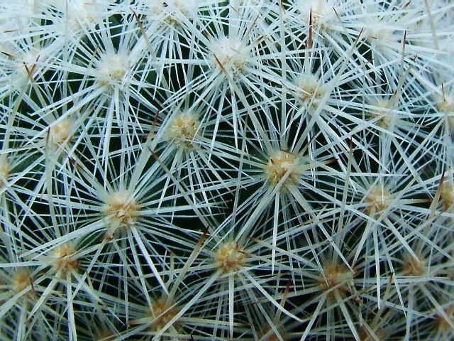 Escobaria _orcuttii _v.orcuttii_ 03